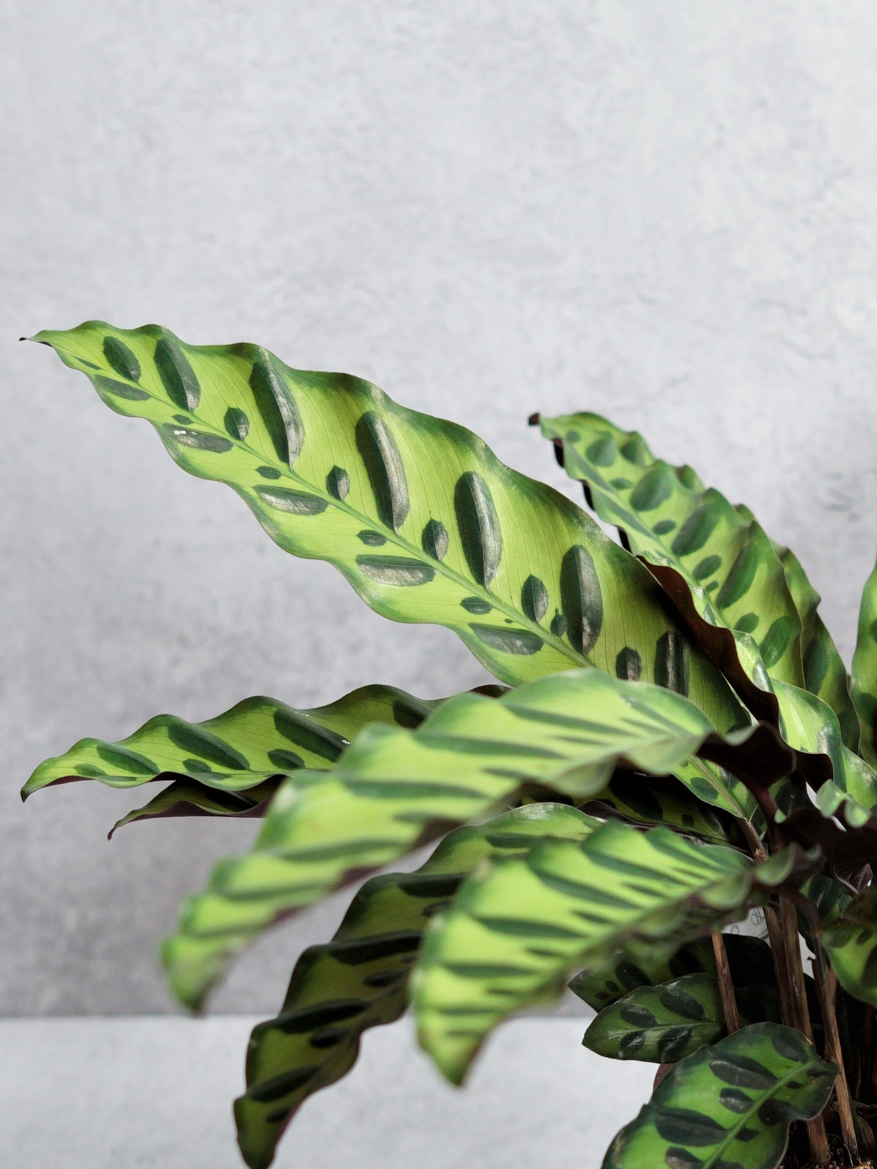 Calathea