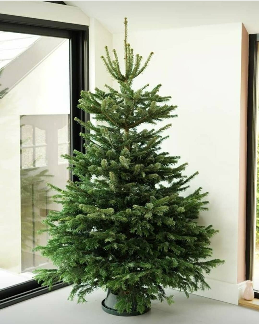 7ft Locally Grown Noble Fir Tree