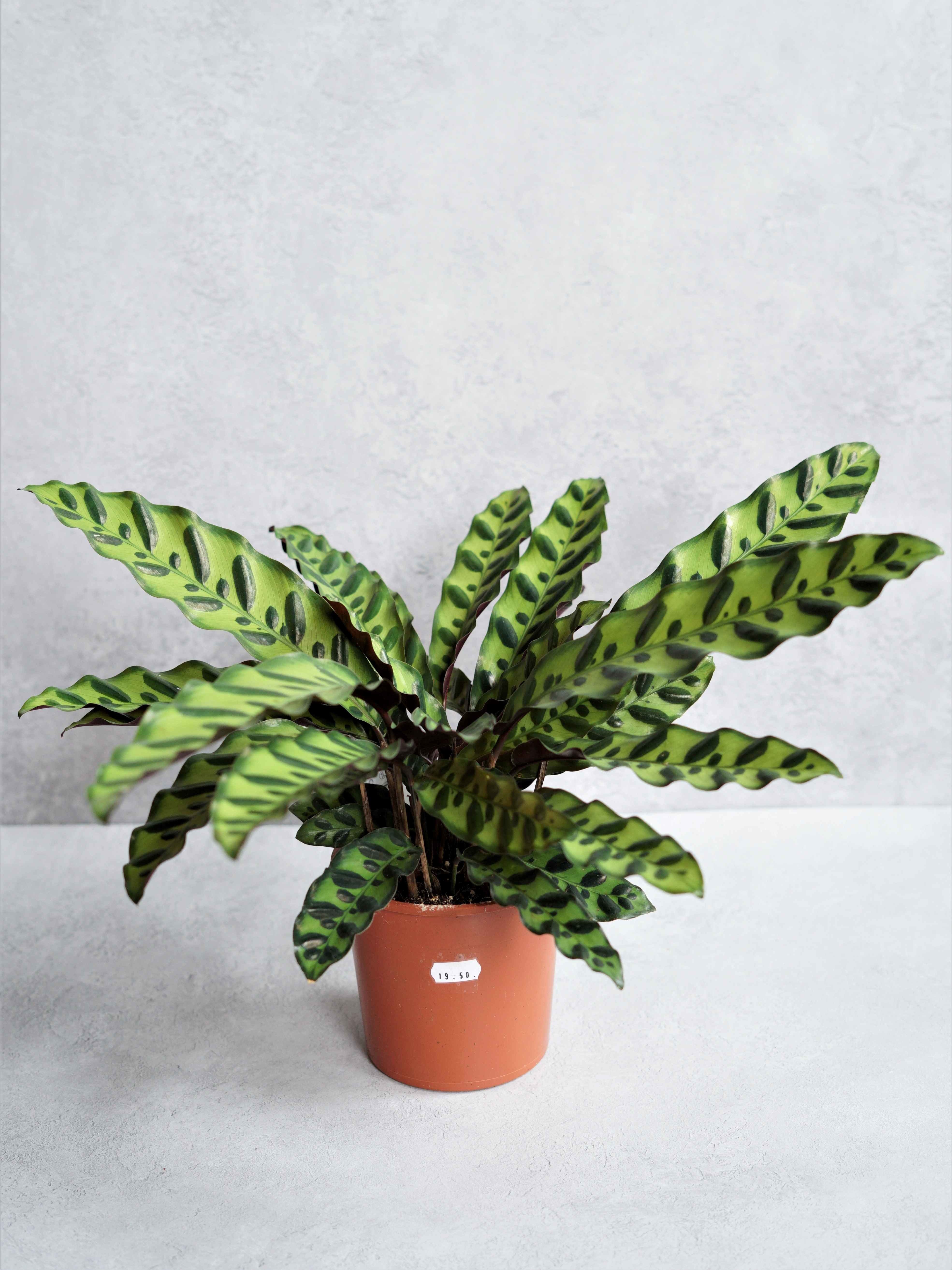 Calathea